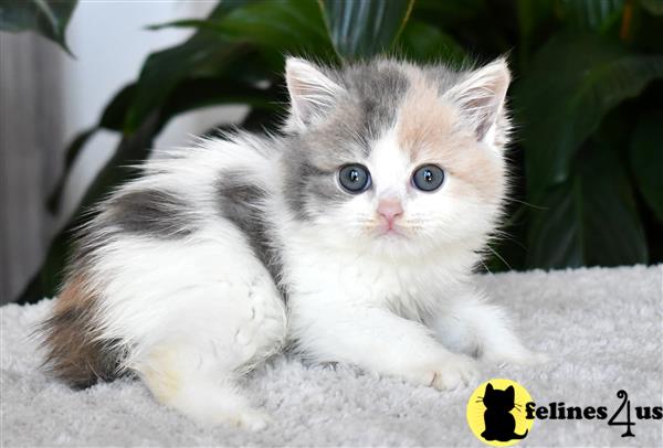 thechubbyfacedcat Picture 2